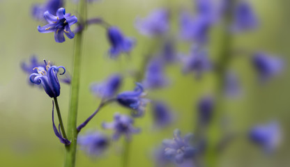 blue bell spring wild flower with copy space.