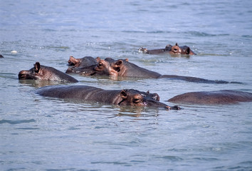 Fototapeta premium Hippopotamus (Hippopotamus amphibius), Selous Game Reserve, Morogoro, Tanzania, Africa
