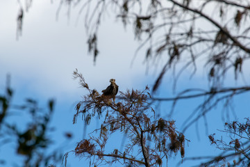 Snail Kite perched in tree looking for food