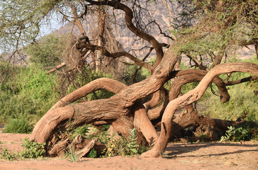 alte Akazie in Kenia