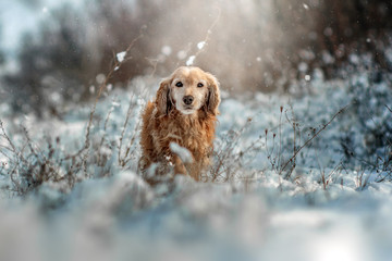 Red English Spaniel dog a lovely winter portrait in a snowy forest