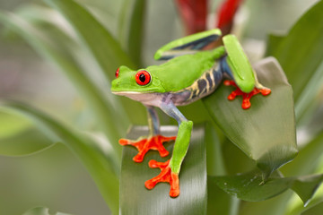 Red eyed tree frog, Agalychnis callydrias from the tropical rain forest in Central America, Costa Rica, Panama And Nicaragua