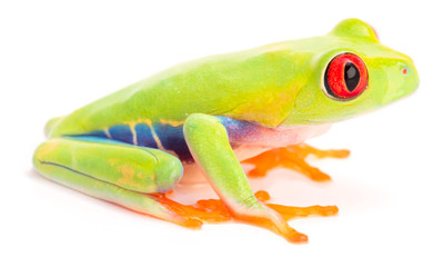 Red eyed tree frog, juvinile, Agalychnis callidrias from the tropical rain forest of Costa Rica isolatd on a white background