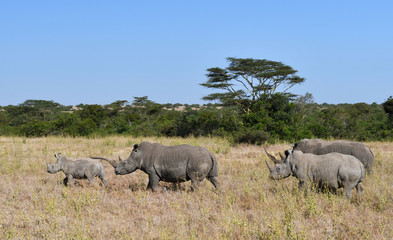 Naklejka premium Nosorożce migrują przez stepy Kenii