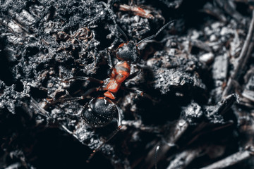 The ant is close-up.