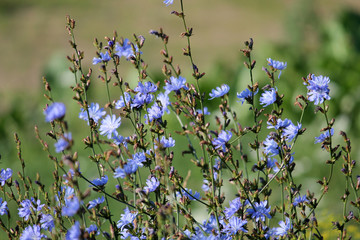 Obraz na płótnie Canvas Bright blue flowers of wild Common chicory (Cichorium intybus) in green meadow, Belarus
