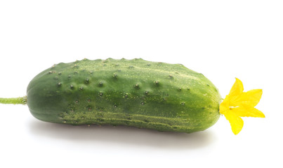 One green cucumber.