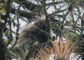 Porcupine Hidden in Plain Sight