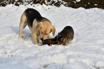 Fototapeta na wymiar dog and cat in the snow eat together from a common bowl