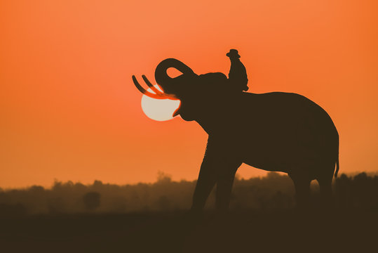 Elephant with sunset