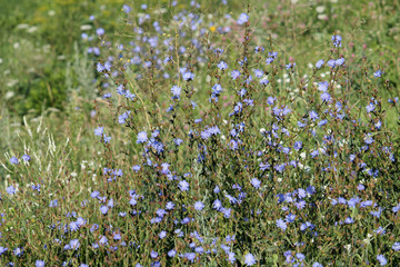 Bright blue flowers of wild Common chicory (Cichorium intybus) in green meadow, Belarus