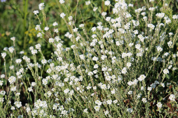 Berteroa incana (syn. Alyssum incanum) or Hoary alyssum. General view of a group of flowering...