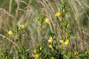 Oenothera rubricaulis or Evening-primrose in wild, Belarus. General view of group of flowering plants