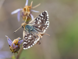 Red-underwing skipper butterfly sitting on a flower