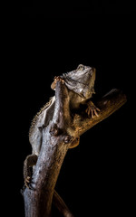 Bearded dragon on piece of dry wood on black background