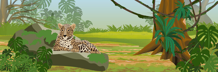 The jaguar lies on a stone. Jungle. Big cat on the hunt. Amazonia rain forests. Realistic Vector Landscape © AnnstasAg