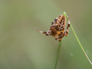European garden spider ( Araneus diadematus ) sitting on his net