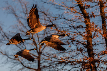 Canada geese flying into the sunset.
