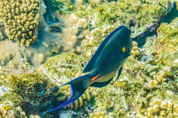 red sea coral reef with beautiful colorful fish under water