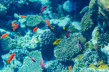 red sea coral reef with beautiful colorful fish under water