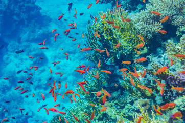 Fototapeta na wymiar red sea coral reef with beautiful colorful fish under water