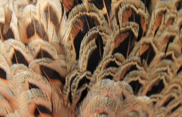 Pheasant feathers.