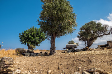 Farm with sheeps having rest in a shadow of olive trees on