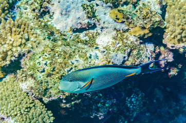 Fototapeta na wymiar red sea coral reef with beautiful colorful fish under water