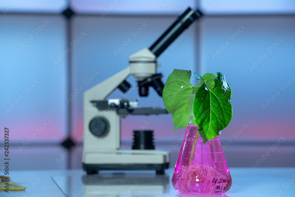 Wall mural Green plant in laboratory chemical flask and microscope