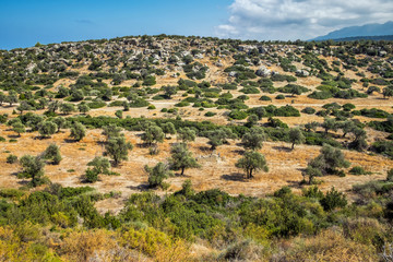 Desert fields of olive trees on Northern Cyprus