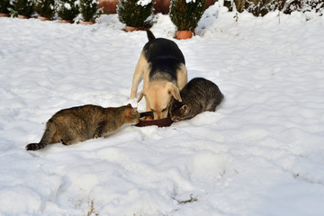 domestic cat and dog eat together as best friends