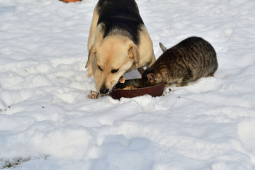domestic cat and dog eat together as best friends