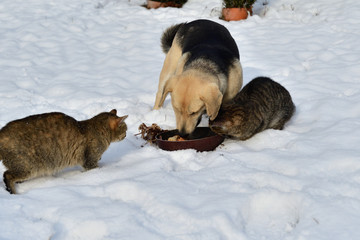 domestic cat and dog eat together as best friends