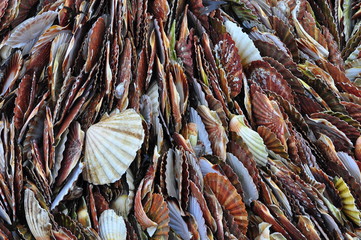 Coquilles Saint-Jacques