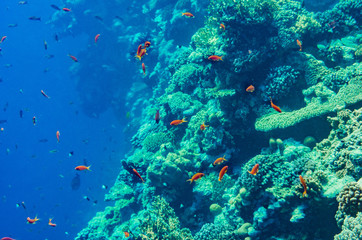Naklejka na ściany i meble red sea coral reef with beautiful colorful fish under water