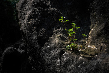 zarte Pflanze am Fels
