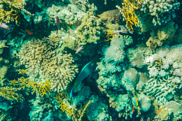 red sea coral reef with beautiful colorful fish under water