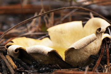 This image shows Scleroderma cepa after all the spore mass has dispersed. Earthball. Scleroderma cepa is an ectomycorrhizal fungus used as a soil inoculant in agriculture and horticulture.