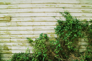 Wooden wall with green leaves