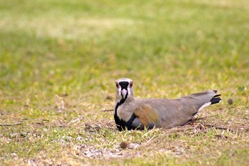  Southern abib in its nest in the grass