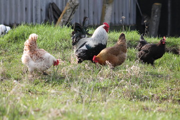 Fototapeta na wymiar chickens on the farm