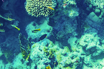 red sea coral reef with beautiful colorful fish under water