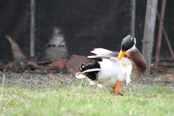 wild duck