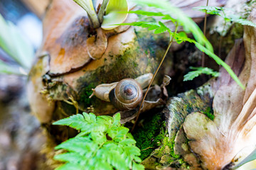 Big snail in shell crawling on road, summer day in garden