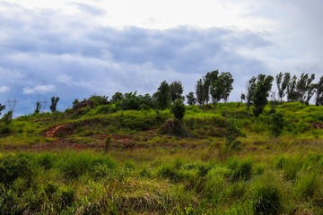 landscape with trees and blue sky