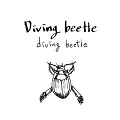 곤충 일러스트 / 손으로 그린 곤충 스케치