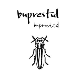 곤충 일러스트 / 손으로 그린 곤충 스케치