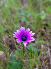 Fiore selvatico