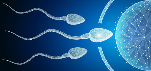 Human Egg Cell Fertilization with Sperm Cells Inside of Uterus
