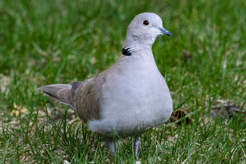 Eurasian Collared Dove standing in grass
